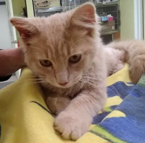 Dexter Animal Clinic 8