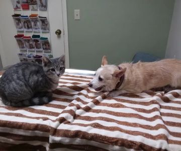 Dexter Animal Clinic