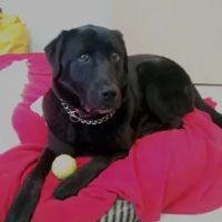 Mill Pond Animal Hospital ico