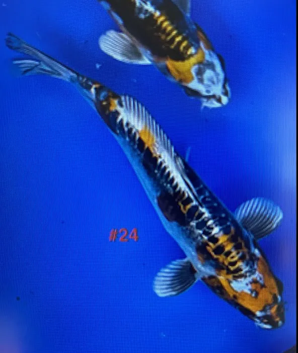 Utah Koi 10