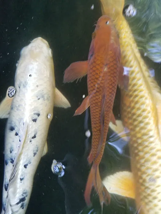 Utah Koi 2
