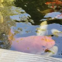 Utah Koi ico