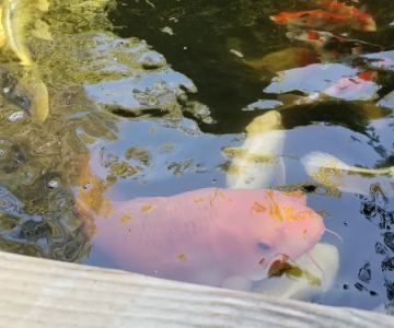 Utah Koi