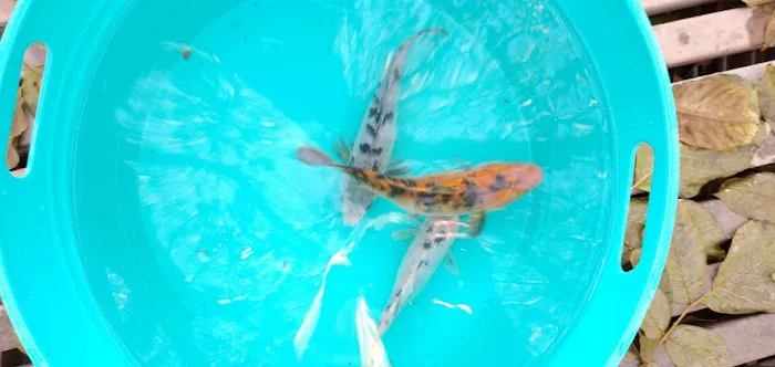 Utah Koi 5