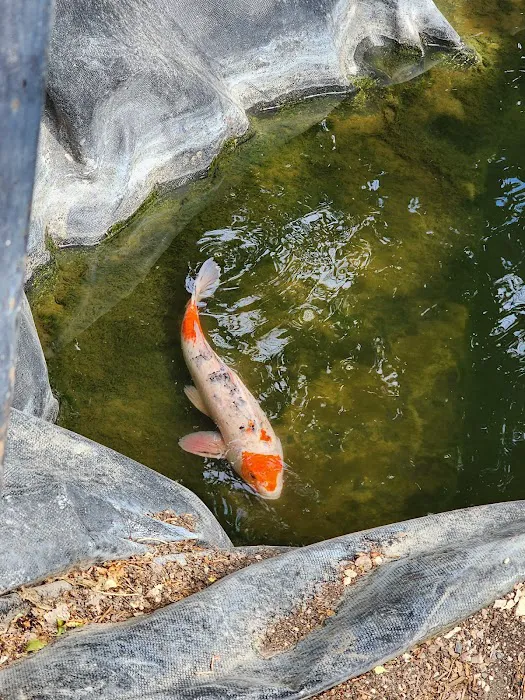 Utah Koi 4