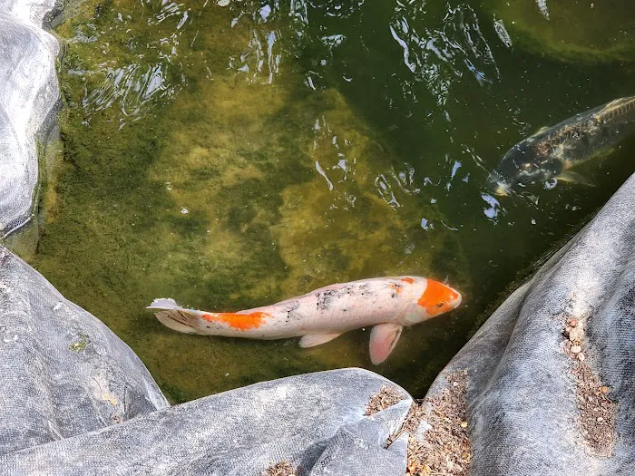 Utah Koi 3