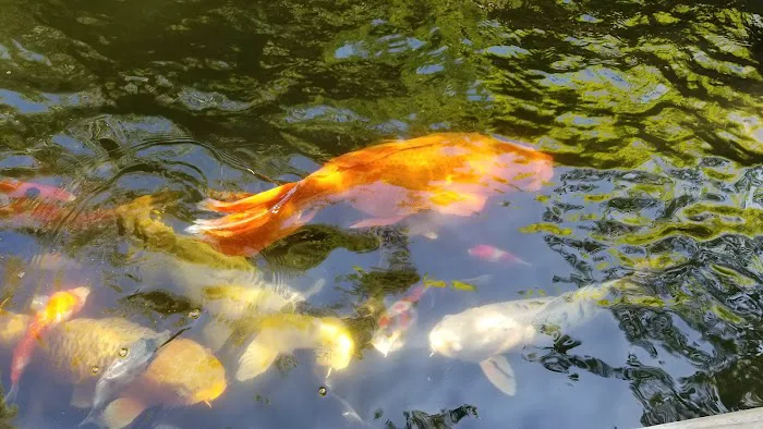 Utah Koi 8