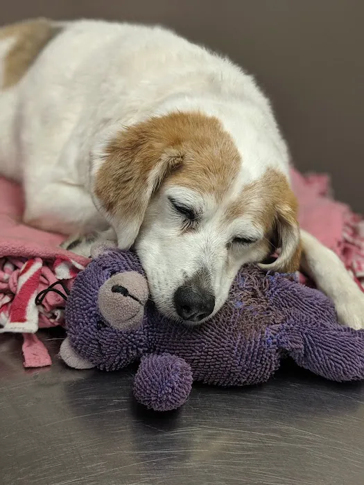 Animal Medical Center of Van Buren 8