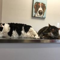Animal Medical Center of Van Buren ico