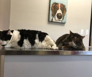Animal Medical Center of Van Buren