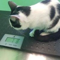 Affordable Veterinary Clinic ico