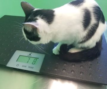 Affordable Veterinary Clinic