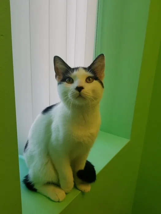 Affordable Veterinary Clinic 4