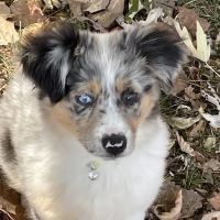Healthy Paws Veterinary Hospital ico