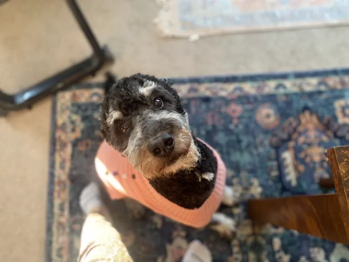 Healthy Paws Veterinary Hospital 4