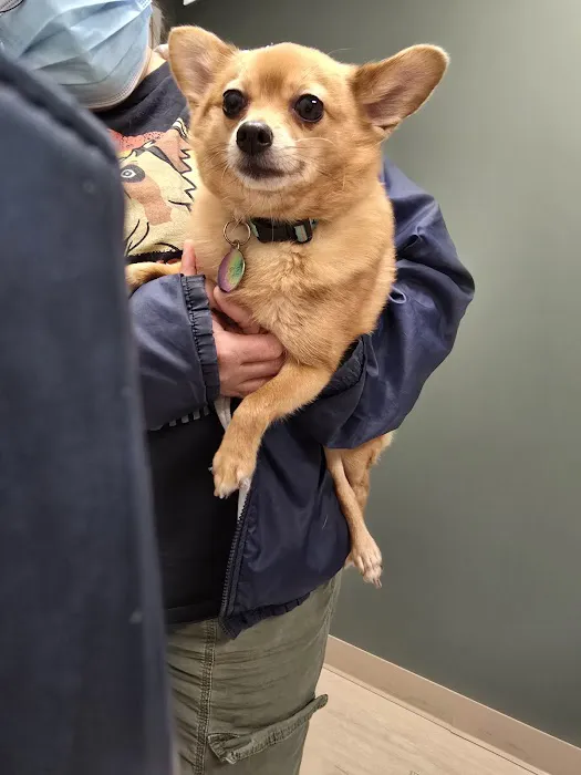 Lifeline Veterinary Urgent Care 1