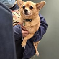 Lifeline Veterinary Urgent Care ico