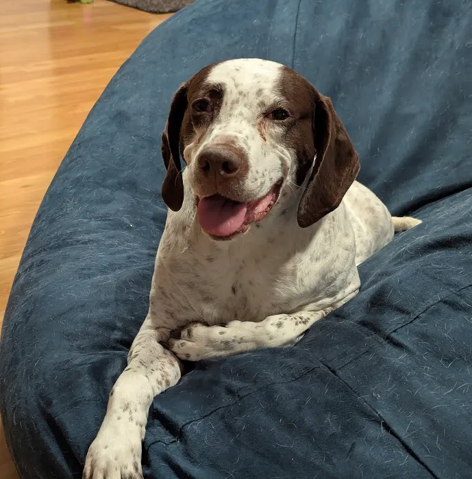 Lifeline Veterinary Urgent Care 4