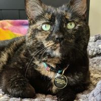 Ypsilanti Animal Clinic ico