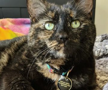 Ypsilanti Animal Clinic