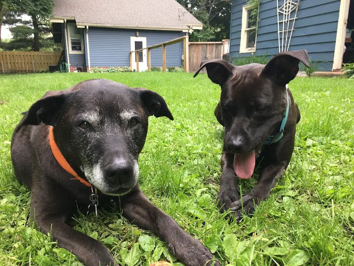Ypsilanti Animal Clinic 4