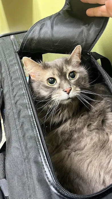 Michigan Avenue Animal Hospital 3