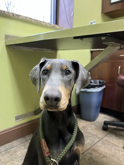 Michigan Avenue Animal Hospital 5