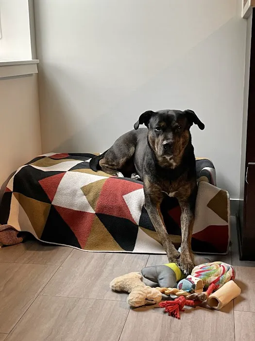 Michigan Avenue Animal Hospital 2