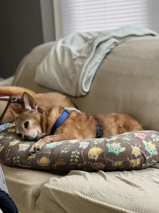 Michigan Avenue Animal Hospital 8