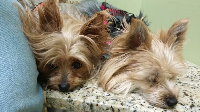 Michigan Avenue Animal Hospital 7