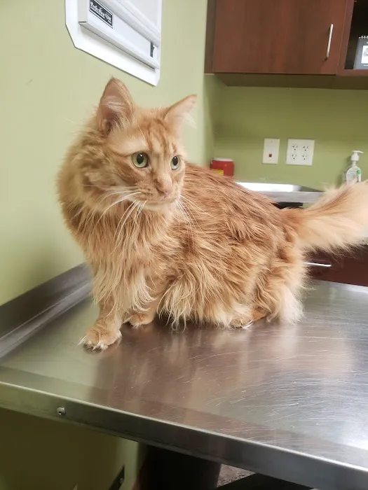 Michigan Avenue Animal Hospital 1