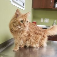Michigan Avenue Animal Hospital ico