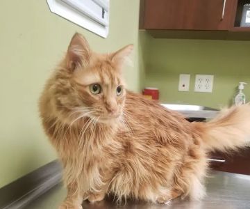 Michigan Avenue Animal Hospital