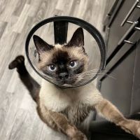 Doctor Paws Veterinary Hospital ico