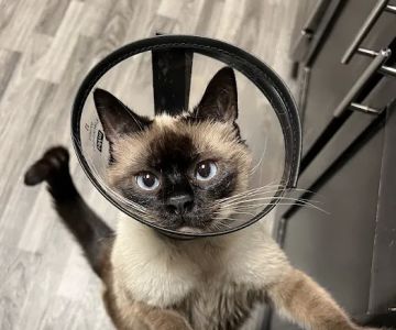 Doctor Paws Veterinary Hospital