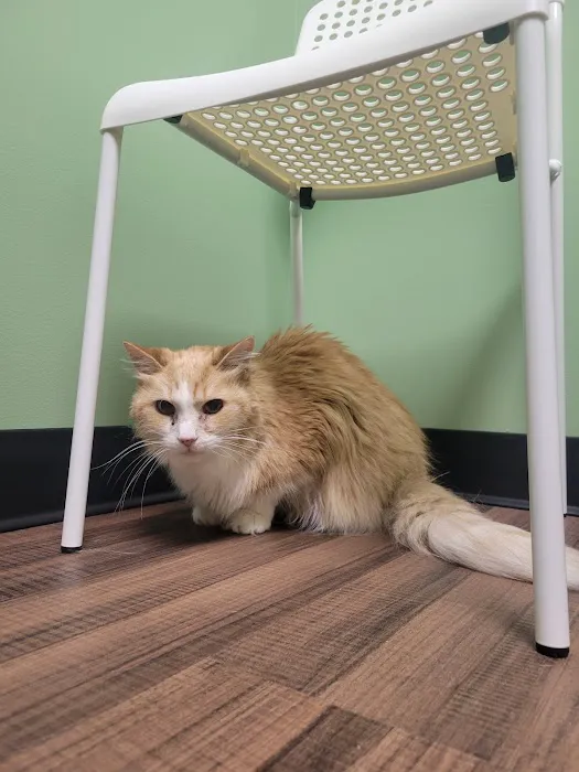 Doctor Paws Veterinary Hospital 3