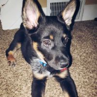Ark Animal Clinic ico