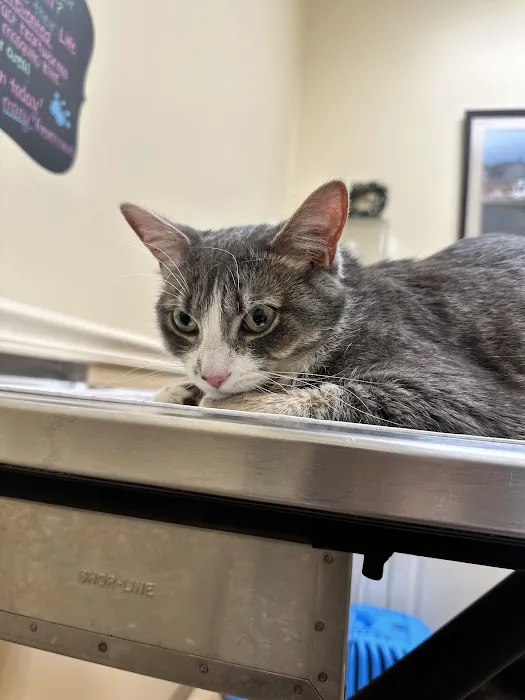 Ark Animal Clinic 6