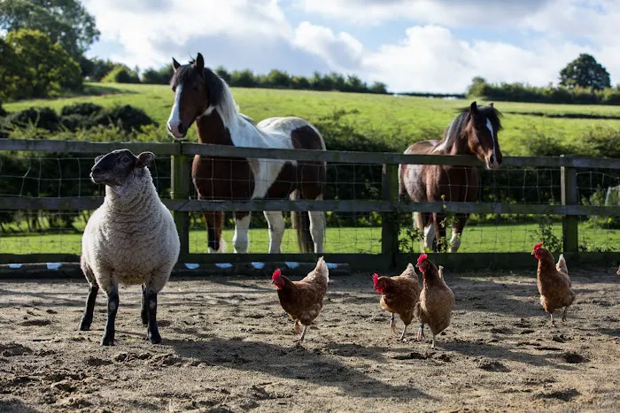 Mountain View Farm and Feed 3