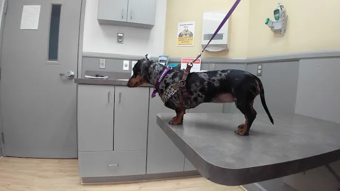 Gibraltar Veterinary Hospital 2