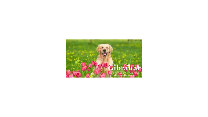 Gibraltar Veterinary Hospital 1