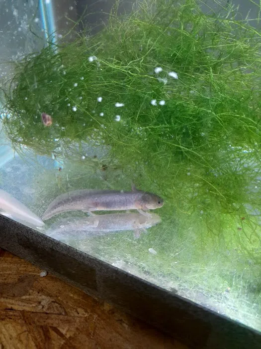 Izzy's Aquatics 6
