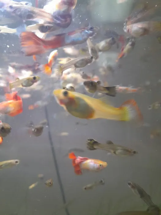 Izzy's Aquatics 1