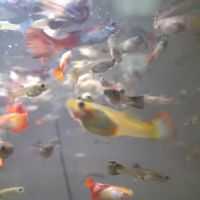 Izzy's Aquatics ico