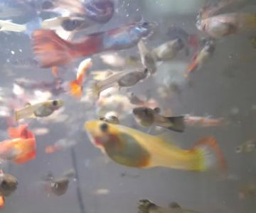 Izzy's Aquatics