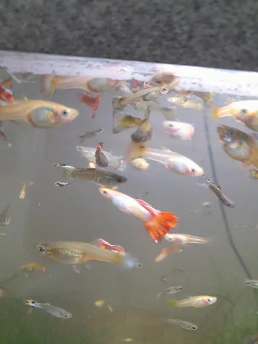 Izzy's Aquatics 4