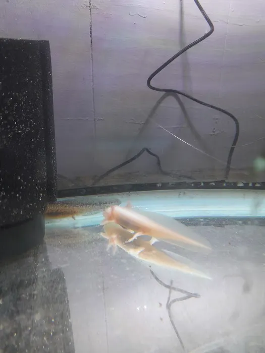 Izzy's Aquatics 3