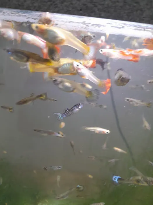 Izzy's Aquatics 2