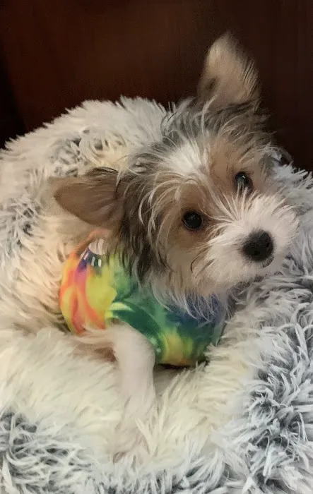 Woodhaven Animal Hospital 1