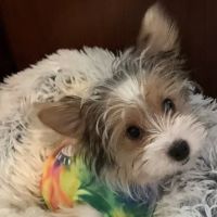 Woodhaven Animal Hospital ico